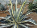 Agave americana medio picta alba