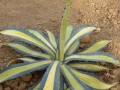 Agave americana medio picta aurea