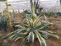 Agave americana picta