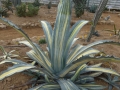 AGAVE AMERICANA STRIATA