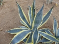 AGAVE AMERICANA VARIEGATA