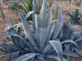 AGAVE AMERICANA