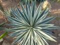 AGAVE ANGUSTIFOLIA MARGINATA