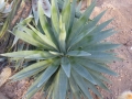 Agave angustifolia