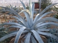 Agave asperima