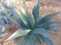 Agave atrovirens mirabilis