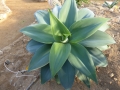 Agave attenuata blue