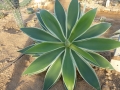 Agave attenuata ray of light