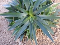 Agave attenuata serulata