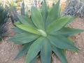 AGAVE ATTENUATA