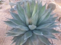 Agave avellanidens