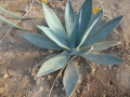 Agave blanco rugosa