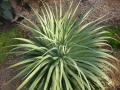 Agave bracteosa