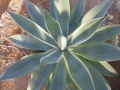 Agave celsii albicans