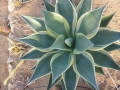 Agave celsii multicolor