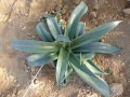 Agave celsii X manfreda