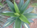 Agave celsii