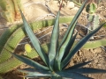 Agave chrysoglossa