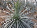 Agave colimana