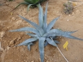 Agave colorata