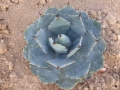 Agave congesta