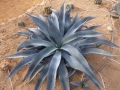 AGAVE CORDILLERENSIS