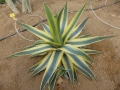 Agave cornelius cv.