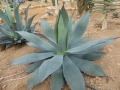 Agave cupreata