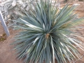 Agave dasyliriodes