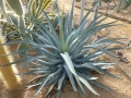 Agave datylio