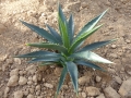 Agave decipiens minor