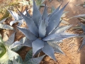 Agave desertii simplex