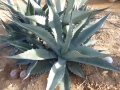 Agave desertii