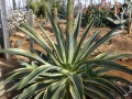 Agave desmetiana marginata