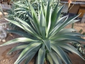 Agave desmetiana