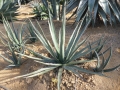 Agave disformis