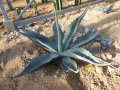 Agave desertii pringlei