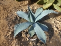 Agave durangensis