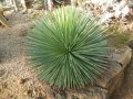 Agave echinoides 2