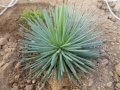 Agave echinoides