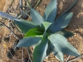 Agave ellemeetiana