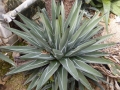 AGAVE FERNANDI-REGIS