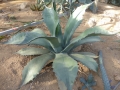 Agave ferox