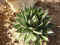 Agave filifera compacte