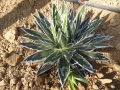 Agave filifera microceps