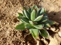 Agave filifera ultra compacte