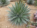 AGAVE FILIFERA