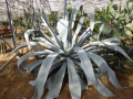 AGAVE FRANZOSINII