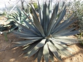 Agave garciae mendozae