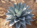 Agave gentryi